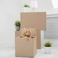 Moving boxes stacked with a cat sitting on top, ready for a home move